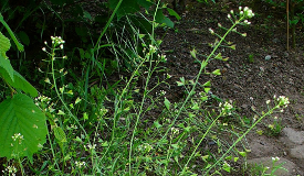 Capsella bursa-pastoris